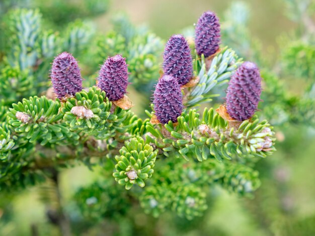 Corean fir Abies koreana Select Cones and branches close up