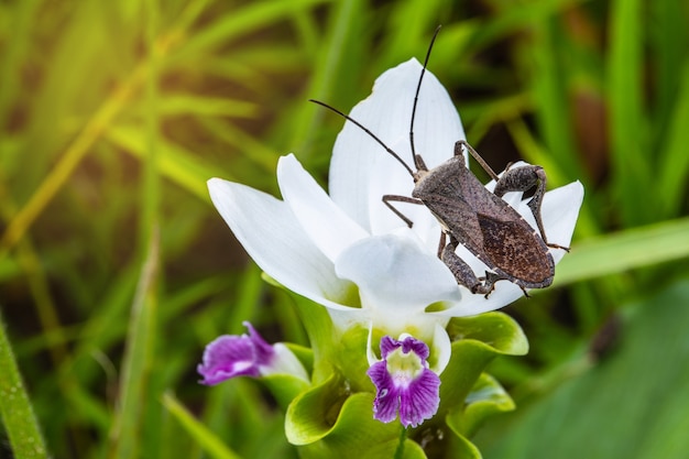 Coreid bug (Squash bug) on the white flower.