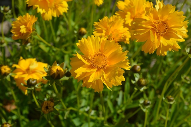Coreopsis grandiflora Sunburst in bloei ook bekend als tickseed een prachtige meerjarige plant die barst van heldere gele kleur
