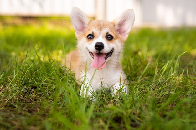 コーギーの赤ちゃん犬は誰かを待つ