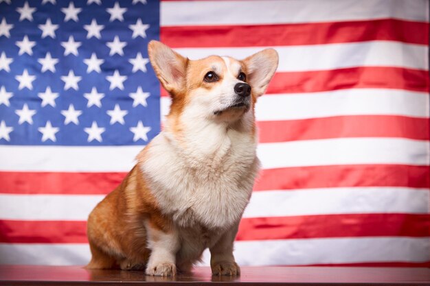 Corgi in the background of the American flag