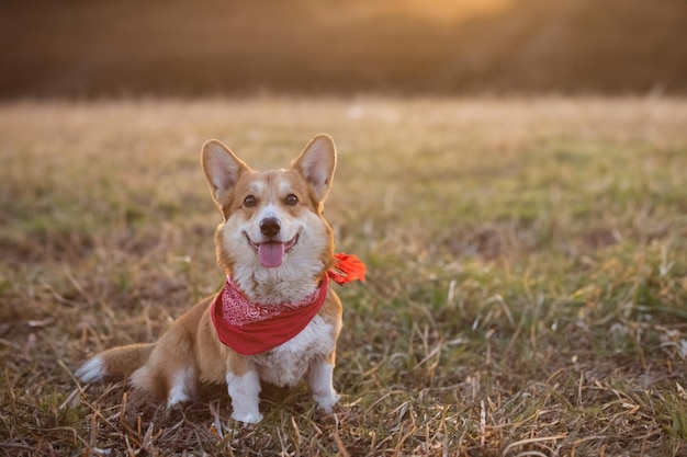 Corgi charme grappig buiten Pooch portret