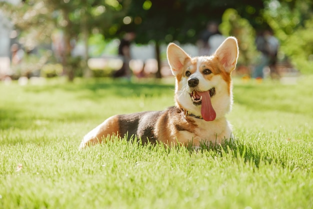Собака корги на фоне зеленой травы в солнечный день в парке