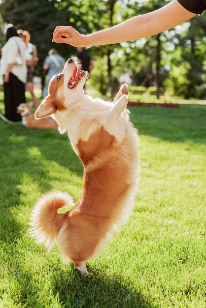 Corgi dog command training to stand on two legs on a sunny day