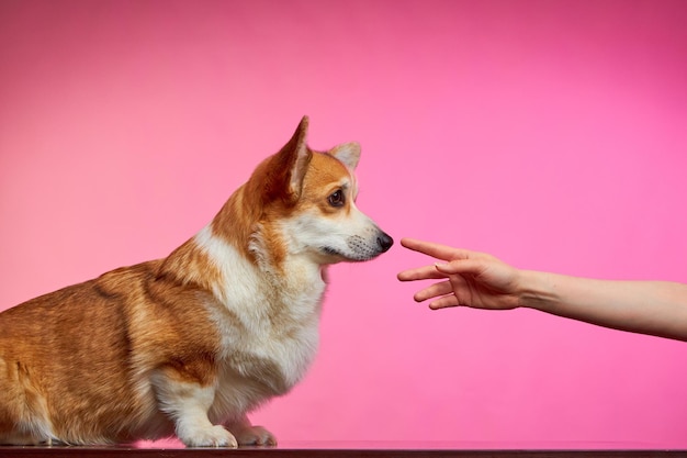 Собака корги протягивает морду к человеческой руке