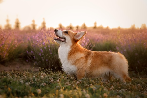 Corgi dog in a field of lavender