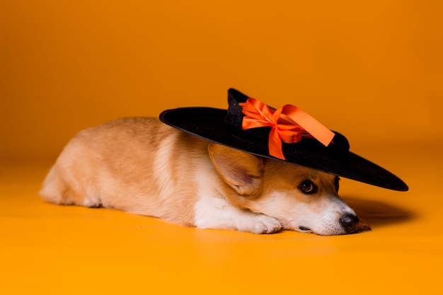 Corgi dog in Halloween costume 