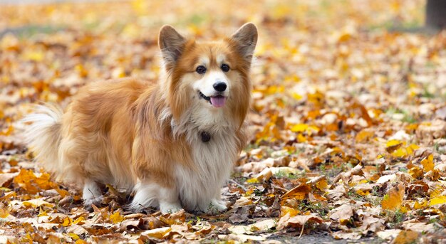 写真 コルギー犬が公園にいます