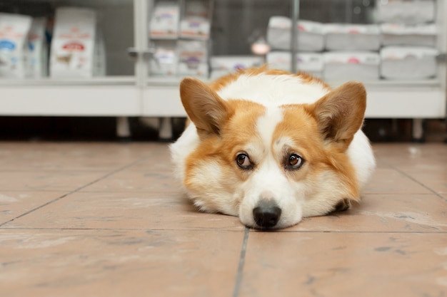 Corgi dog is lying on the floor in a pet store and is waiting for the owner