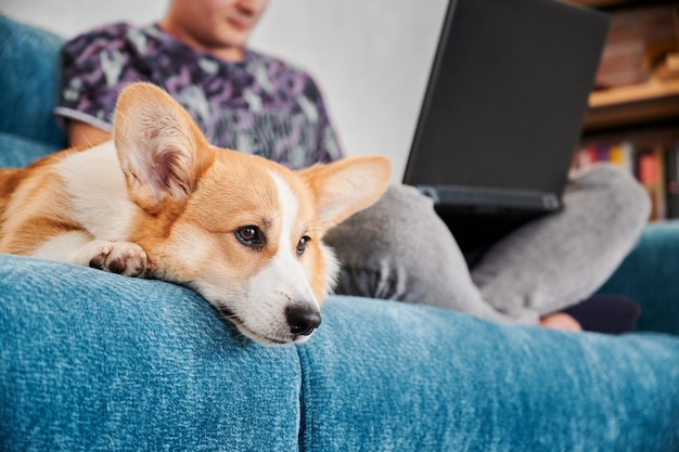 Corgi dog is lying on sofa with male owner