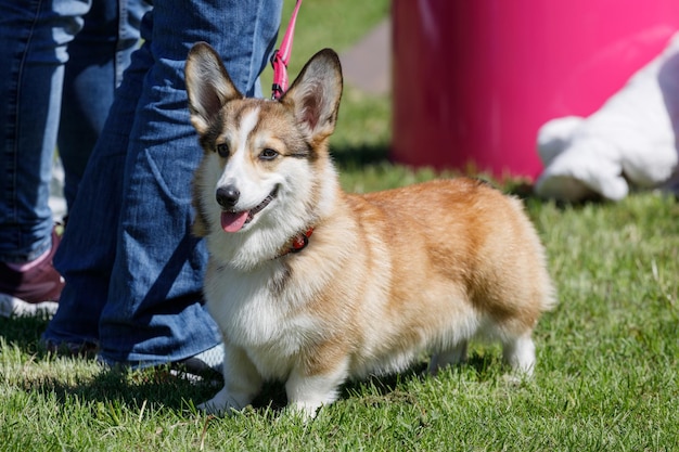 夏の公園でコーギー犬