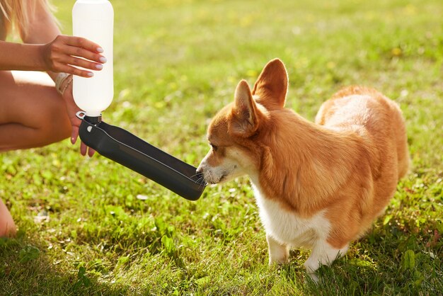 夏の公園で水を飲むコーギー犬ペンブローク・ウェルシュ・コーギー