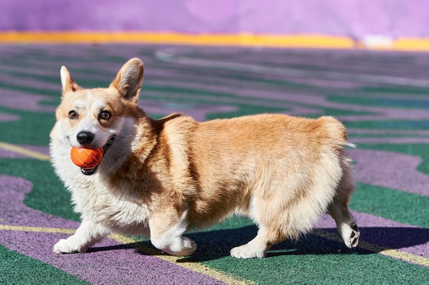 Corgi dog plays while holding an orange ball in his mouth