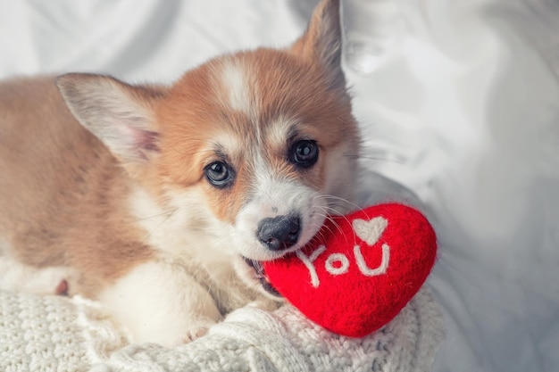 写真 コーギー犬の子犬は赤いハートで横たわっています