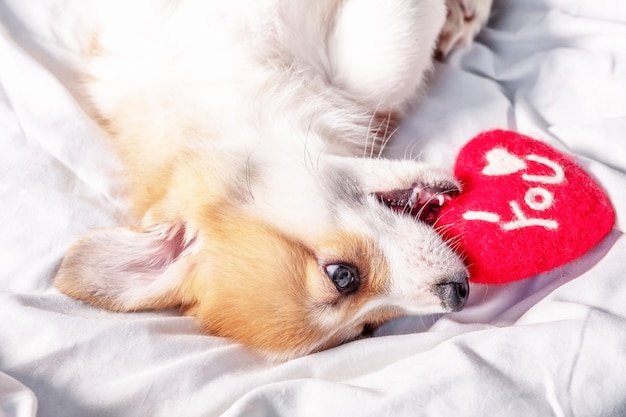 Corgi dog puppy lies with red heart