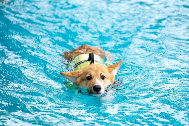 スイミングプールでコーギー犬の子犬の遊び