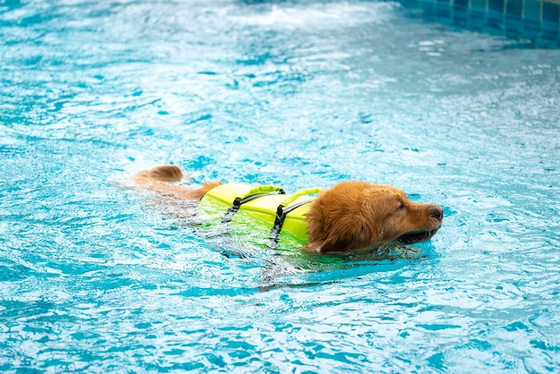 スイミングプールでコーギー犬の子犬の遊び