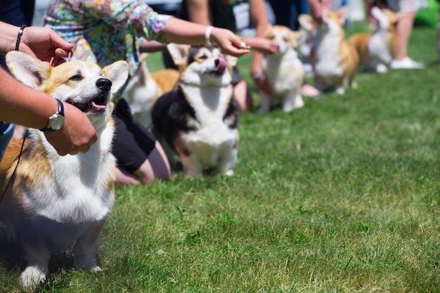 Foto esposizione canina dei corgi