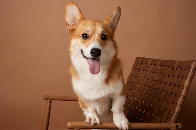 Собака-корги показывает язык и сидит на стуле на коричневом фоне