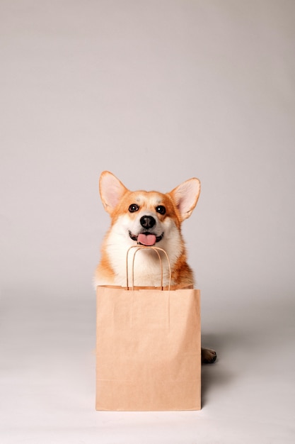 Corgi dog sits next to a crafting bag on a light wall