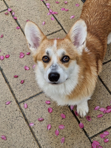 Corgi dog smile and happy in spring rainy day