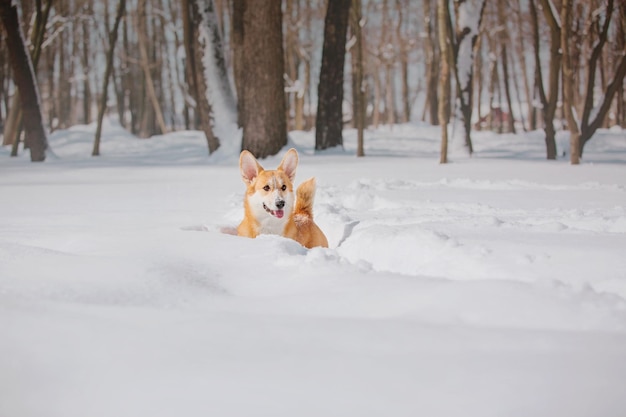 Corgi dog in the snow. Dog in winter. Dog in nature. Corgi dog on a winter walk