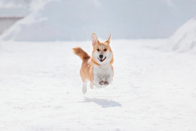 雪の中のコーギー犬。冬の犬。自然の中の犬。