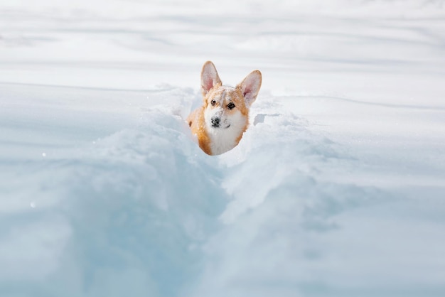 Corgi dog in the snow. dog in winter. dog in nature