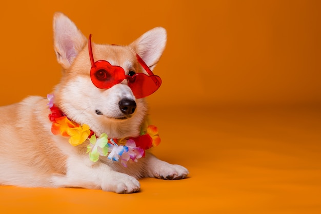 Corgi dog in sunglasses and hawaiian beads on yellow background