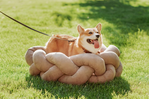 A corgi dog that lies in the bed for animals against a background of grass