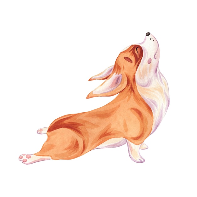 Photo a corgi dog watercolor illustration on a white background yoga pose purna bhujangasana a cute and fluffy friend