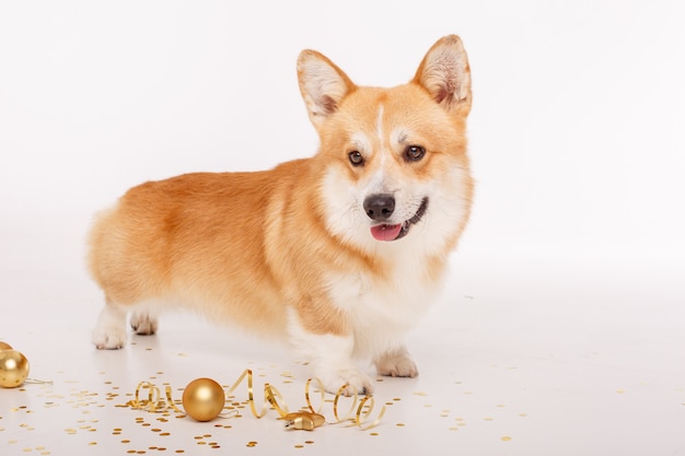 Corgi dog on white celebrates new year, Christmas