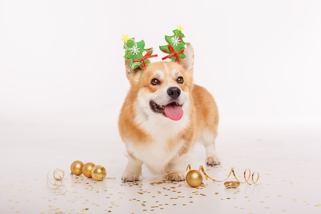 Corgi dog on white celebrates new year, Christmas