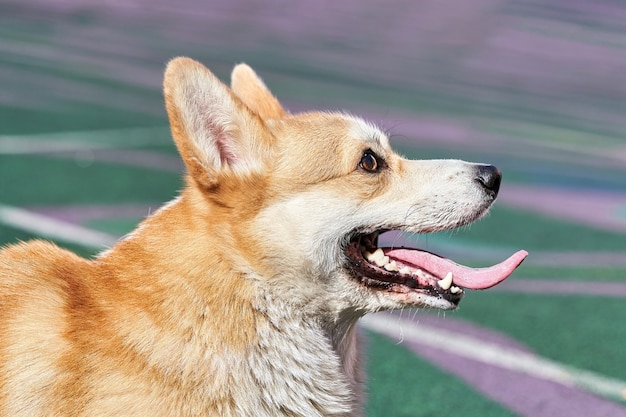 Corgi dog with open mouth and protruding pink tongue