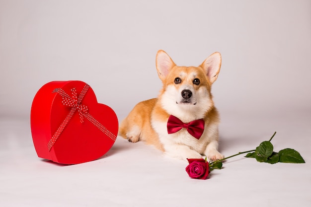 Photo corgi dog with a red heart-shaped gift box and a red rose on a white wall