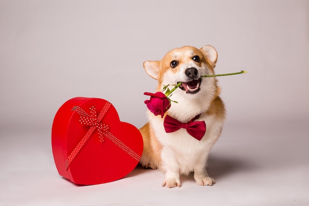 Corgi dog with a red heart-shaped gift box and a red rose on a white wall