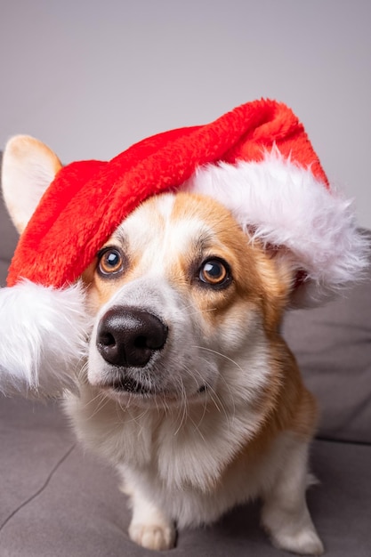 Corgi dog with santa hat