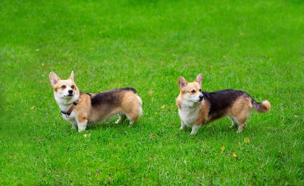 Corgi dogs walking on a green lawn autumn day