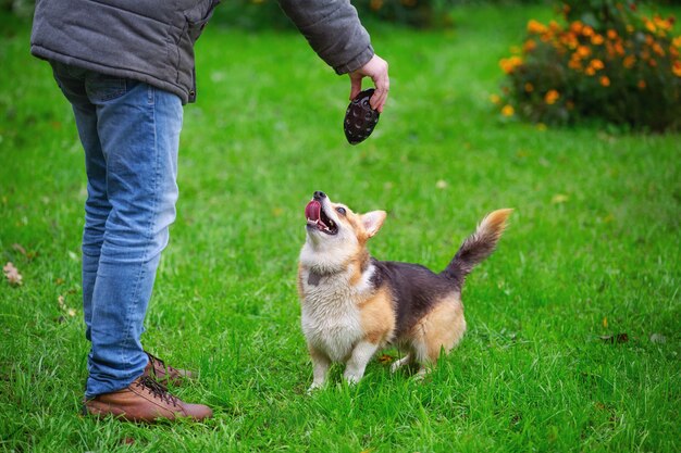 녹색 잔디 가을 날에 걷는 corgi 개