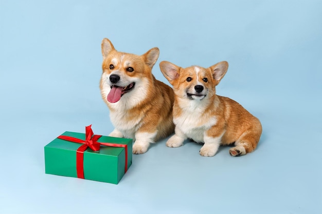 Foto cani corgi con un regalo su sfondo blu