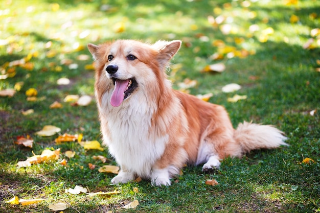 야외에서 Corgi 푹신한 클로즈업 초상화