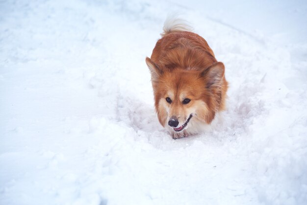 Corgi fluffy dog at the outdoor. close up portrait at the snow. walking in winter