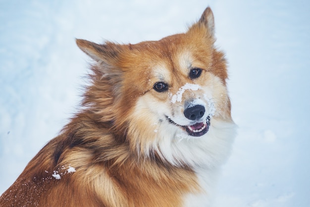 屋外でのコーギーふわふわ犬。雪の上の肖像画を閉じます。冬を歩く