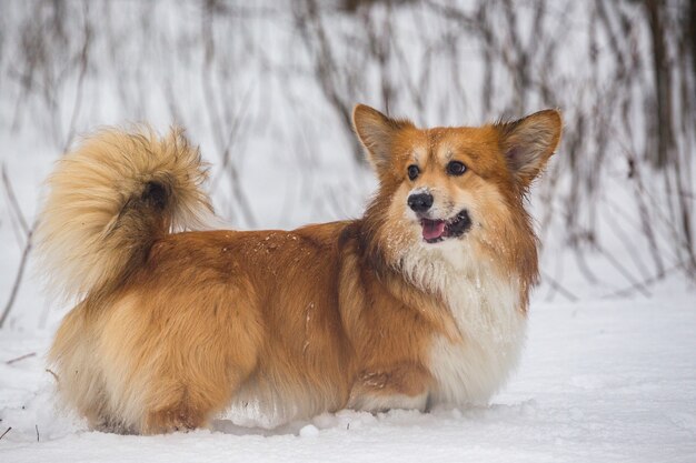 屋外でのコーギーふわふわ犬。雪の上の肖像画を閉じます。冬を歩く