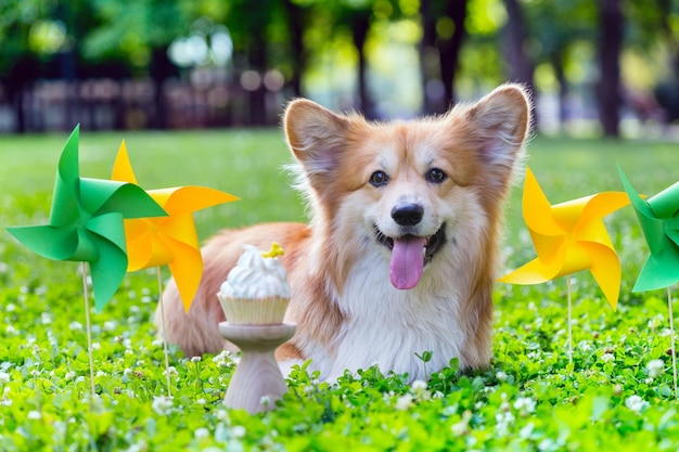 Corgi fluffy portrait