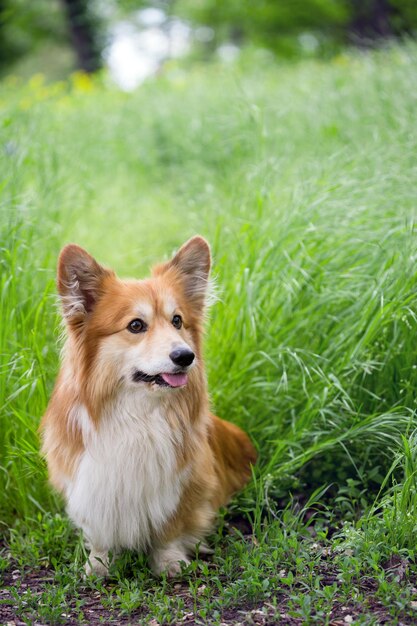 Corgi fluffy portrait