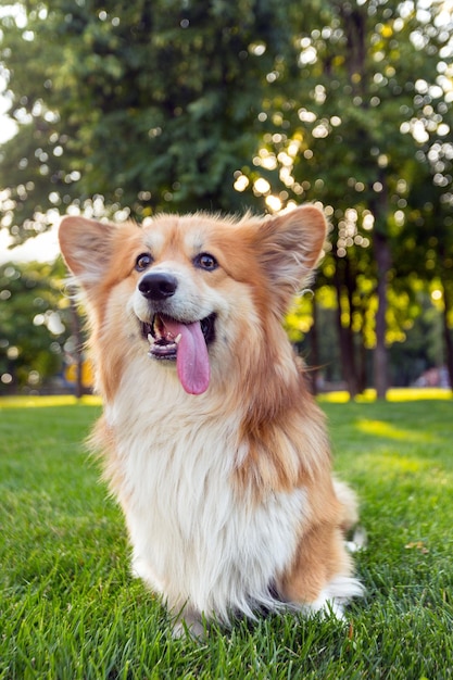 Corgi fluffy portrait