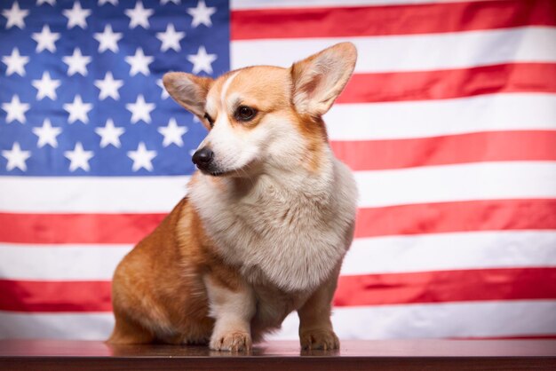 Photo corgi in front of an american flag