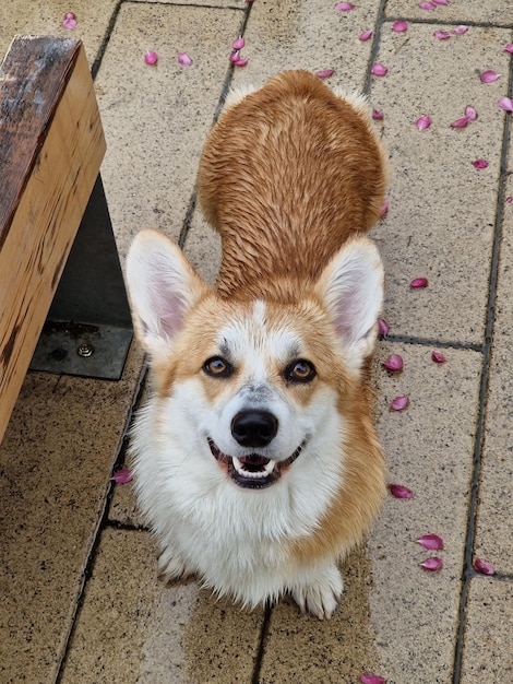 Corgi-hond glimlach en gelukkig in regenachtige lentedag