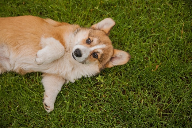 Corgi-hond glimlacht en kijkt naar de camera